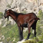 Aguait I - With Private Mountain Per Runners, Trailer, Near Puerto Pollensa,belong To The And *