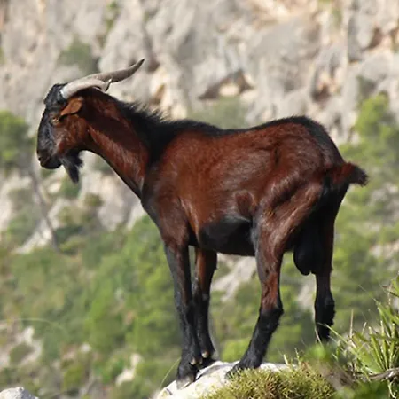 Aguait I - With Private Mountain Per Runners, Trailer, Near Puerto Pollensa,belong To The And *