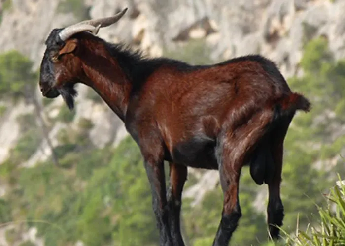 Aguait I - With Private Mountain Per Runners, Trailer, Near Puerto Pollensa,belong To The And *