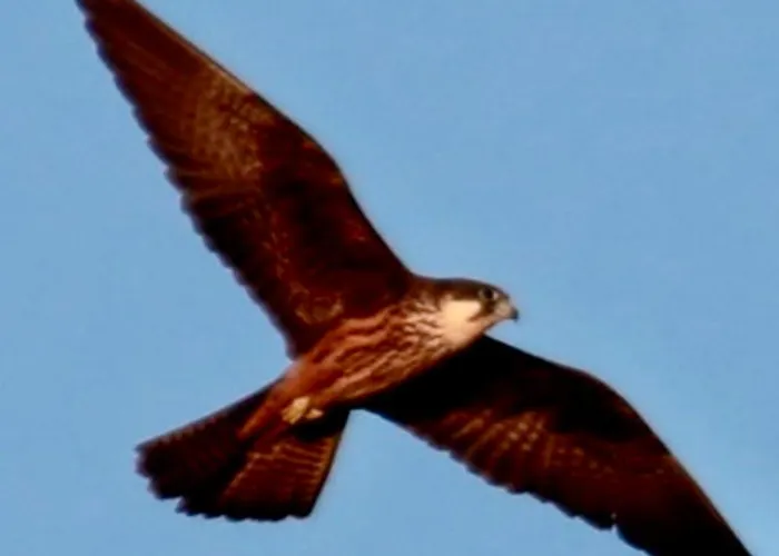 Aguait I - With Private Mountain Per Runners, Trailer, Near Puerto Pollensa,belong To The And Villa Port de Pollença